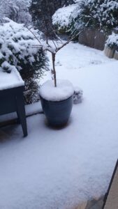 chelles-ginkgo-janv-26