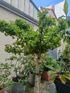 ginkgo-avril-chabrol-2