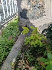 nandina-valmy-avril-2026