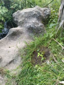 nandina-butte-s-chaumont-riviere-juin-2026-1