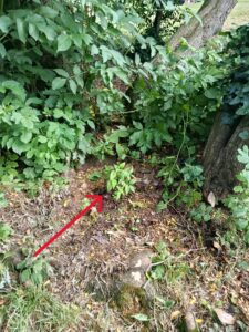nandina-buttes-chaumont-arbre-juin-2026-fl