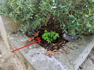 nandina-pere-lachaise-juin-2026-fl