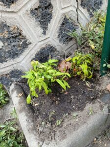 nandinas-quai-de-valmy-juin-2026